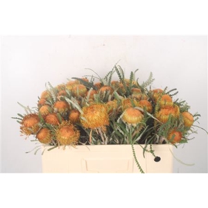 Adenanthos