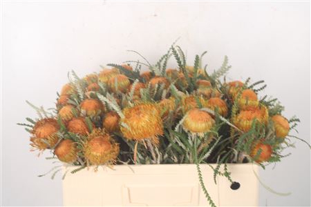 <h4>Adenanthos</h4>