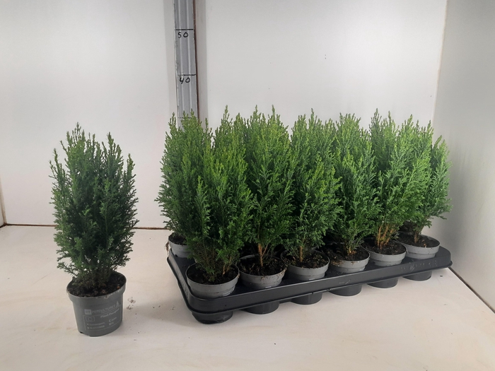 <h4>CHAM L ELLWOODII</h4>