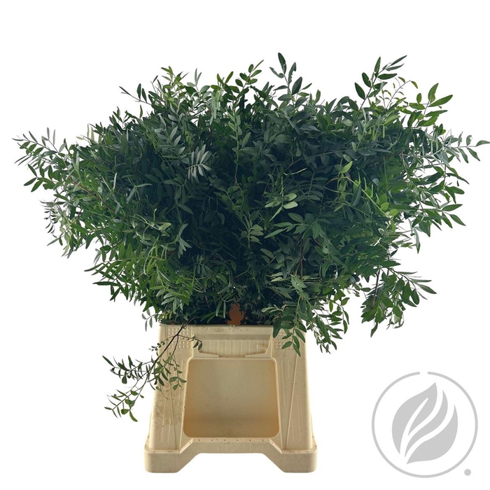 <h4>Pistache 50cm Extra</h4>