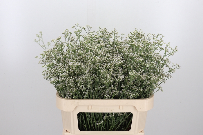 <h4>Lim Casp White Neto</h4>