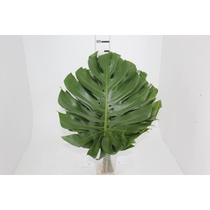 FOLH MONSTERA DELIC. 050 CM