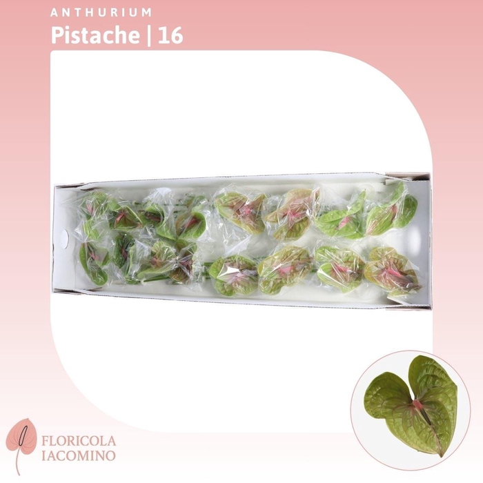 <h4>Anthurium Pistache</h4>