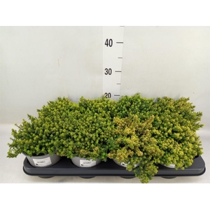 Thymus citriodorus 'Aureus'