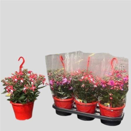 <h4>Fuchsia Hangpot</h4>