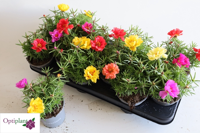 <h4>PORTULACA</h4>