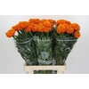Tagetes Marigold Promise Orange