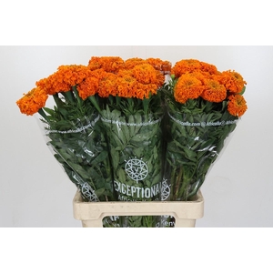Tagetes Marigold Promise Orange