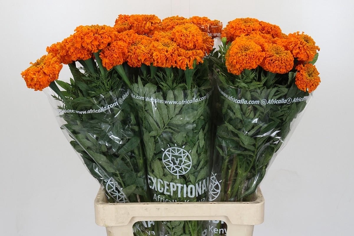 Tagetes Marigold Promise Orange