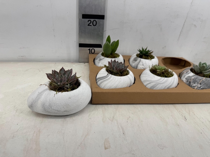 <h4>ARR SUCCULENTEN</h4>