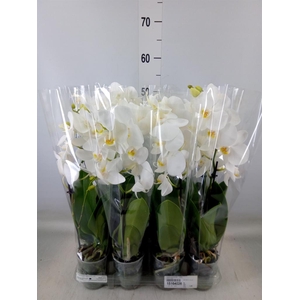 Phalaenopsis multi.   ...white