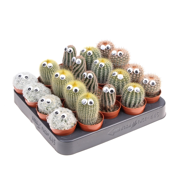 <h4>Cactus decoratie oogje</h4>