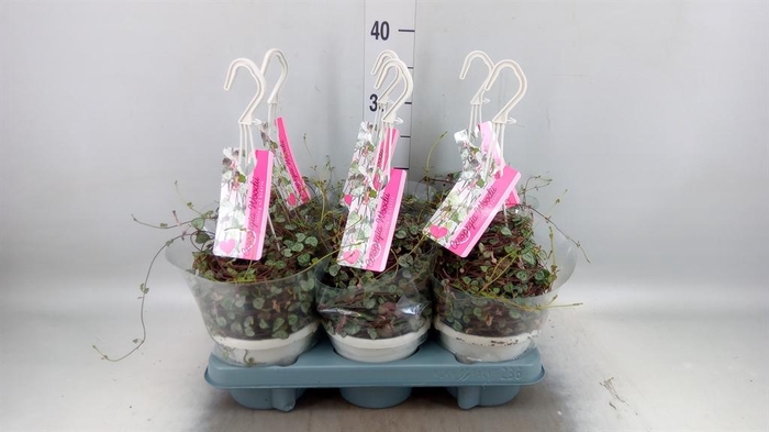 <h4>Ceropegia woodii 'Silver Glory'</h4>