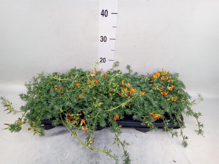 <h4>Lotus corniculatus</h4>