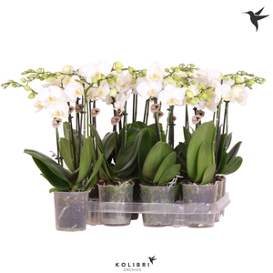 Kolibri Orchids Phalaenopsis White 2 spike no etiket