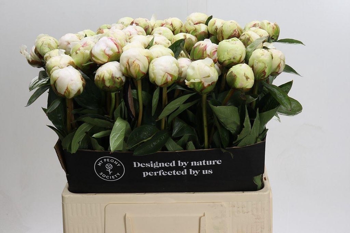 <h4>Paeonia bowl of cream</h4>
