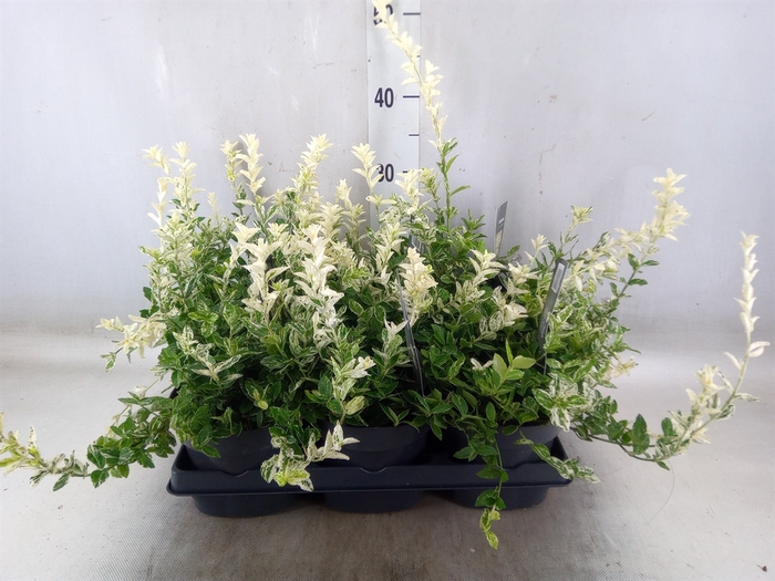 <h4>Euonymus fortunei 'Harlequin'</h4>