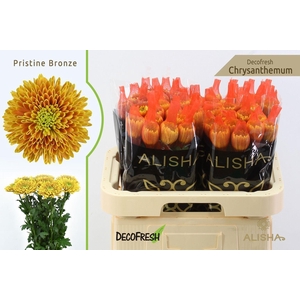 CHRYS Pristine Bronze