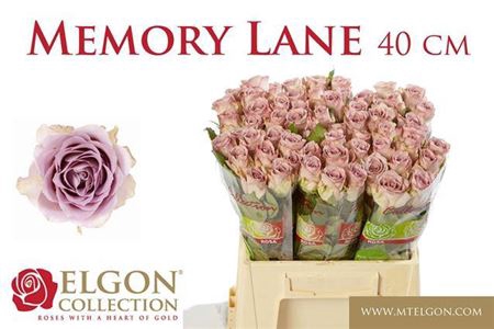 <h4>Rosa grootbloemig Memory Lane!</h4>