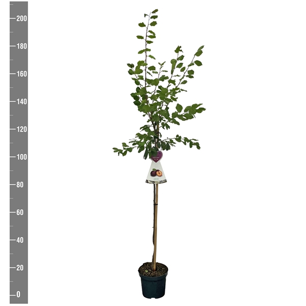 <h4>Prunus d. Jubileum halfstam</h4>