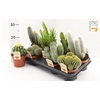 Cactus Gem