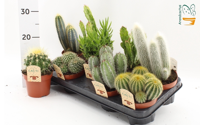 Cactus Gem