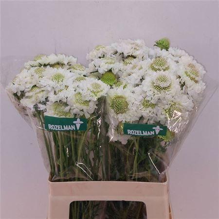 <h4>Scabiosa Focal Scoop White</h4>