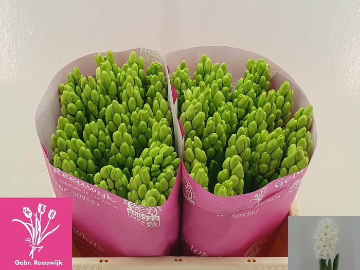 <h4>HYAC TOP WHITE</h4>