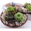 Arr Sempervivum