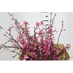 FOLH CEREJEIRA JAPONESA