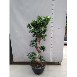 Ficus microcarpa 'Ginseng'