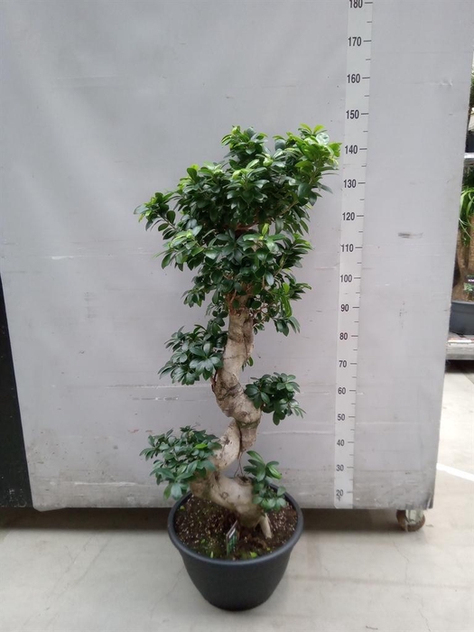 <h4>Ficus microcarpa 'Ginseng'</h4>