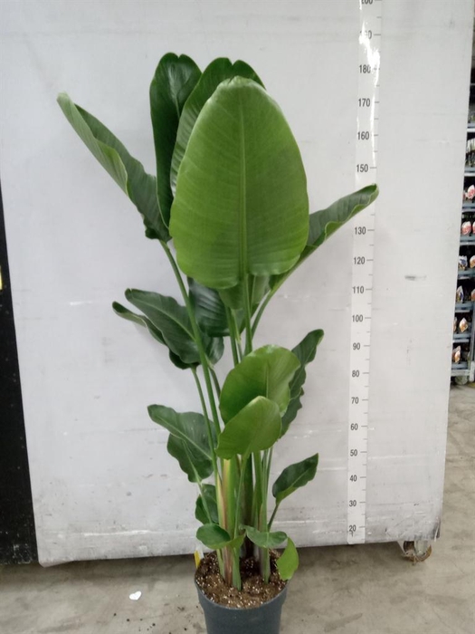 <h4>Strelitzia nicolai</h4>