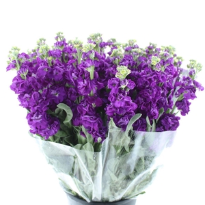 Matth Incana Iron Purple