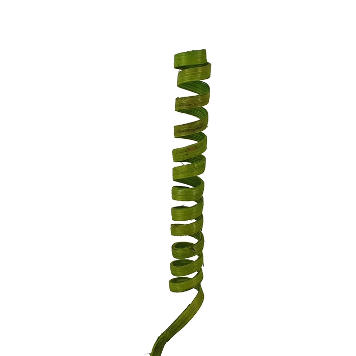 Cane Spring on stem Covered Light Green