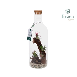 Green Bottle Fles Medium Maritiem met Tillandsia Air Plants