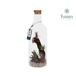 Green Bottle Fles Medium Maritiem met Tillandsia Air Plants