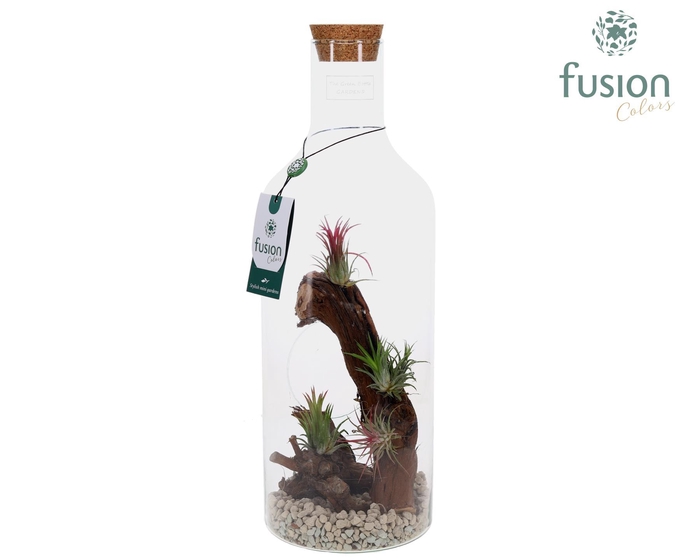 <h4>Green Bottle Fles Medium Maritiem met Tillandsia Air Plants</h4>