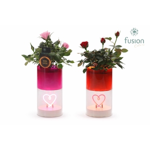 LEDhartlicht planter met Potroos