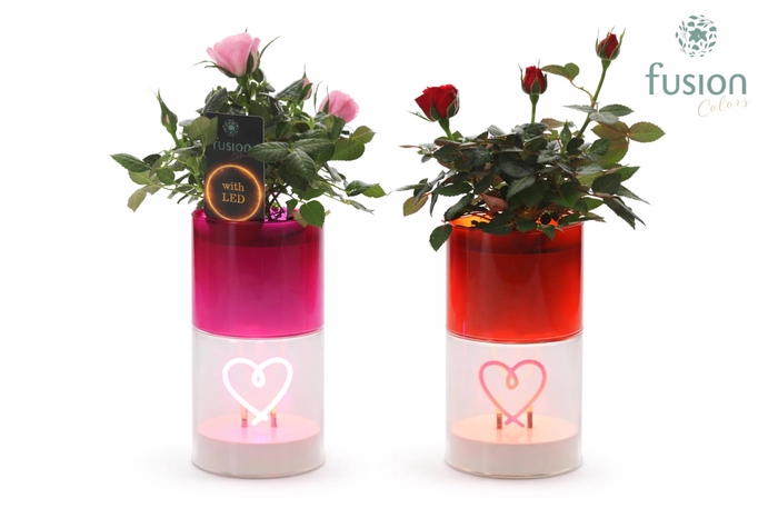 <h4>LEDhartlicht planter met Potroos</h4>