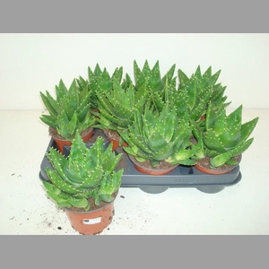 ALOE PERFOLIATA