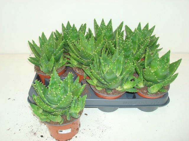 <h4>ALOE PERFOLIATA</h4>