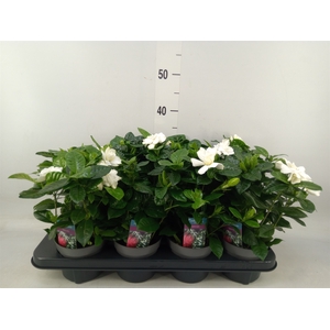 Gardenia jasminoides