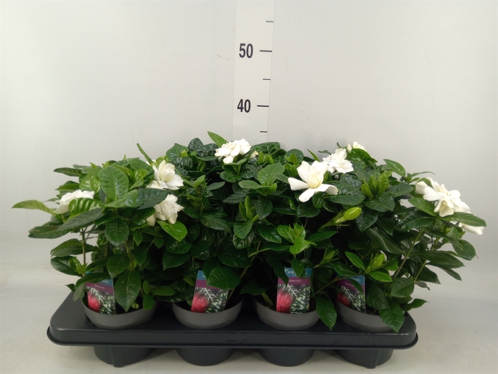 <h4>Gardenia jasminoides</h4>