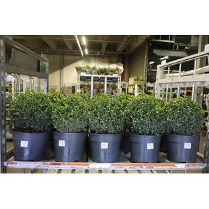 Buxu Sempervirens