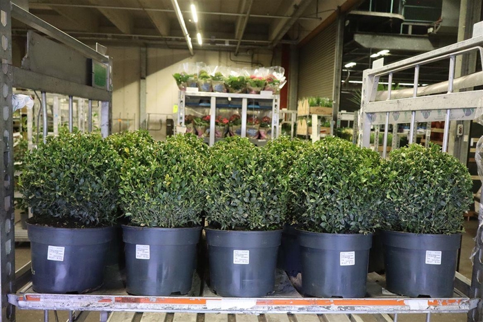 <h4>Buxu Sempervirens</h4>