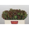 Leucadendron Highlight
