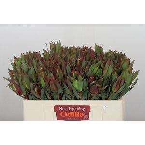 Leucadendron Highlight