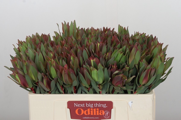 <h4>Leucadendron Highlight</h4>