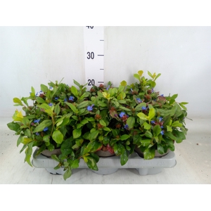 Ceratostigma plumbaginoides